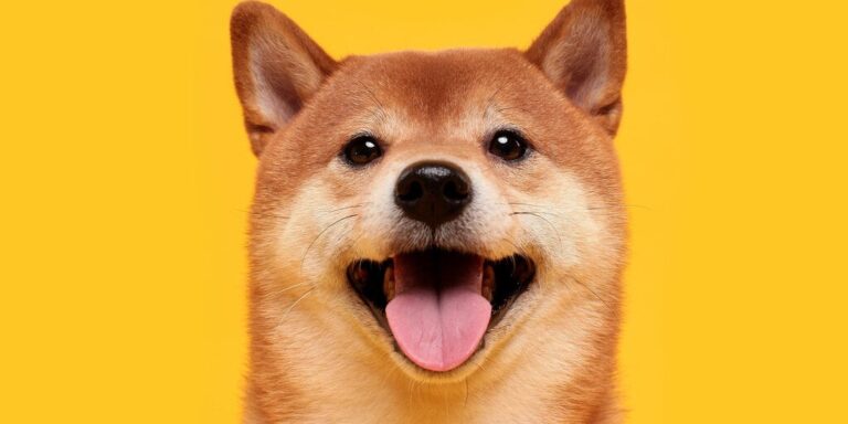 Shiba Inu shutterstock 1604677465 16x9 1 gID 7