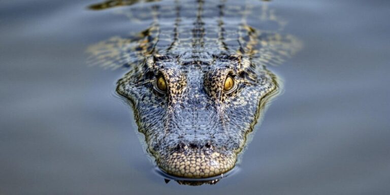 crocodile malware android crypto 1 gID 7