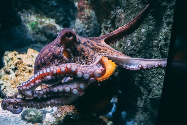 octopus aquarium